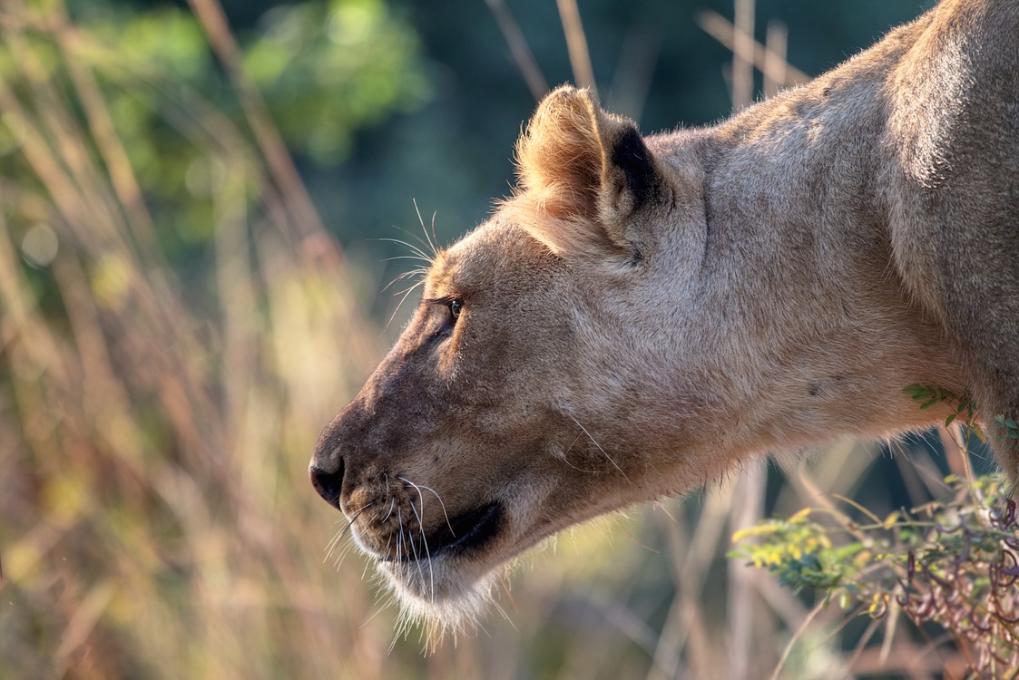 Masai Lion,Wildlife,Puma