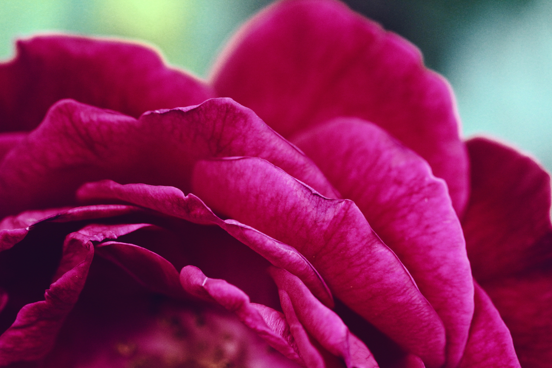 Pink,Close Up,China Rose