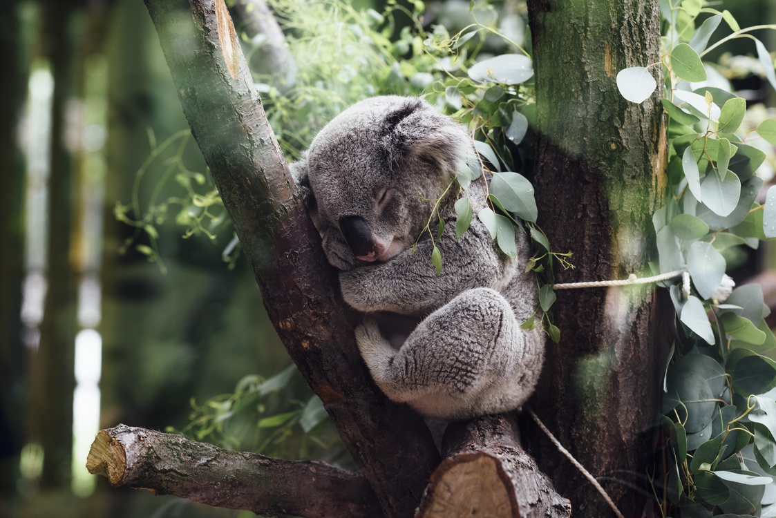 Wildlife,Koala,Forest