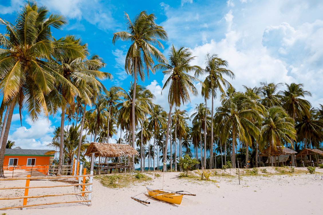 Coconut,Caribbean,Palm Tree