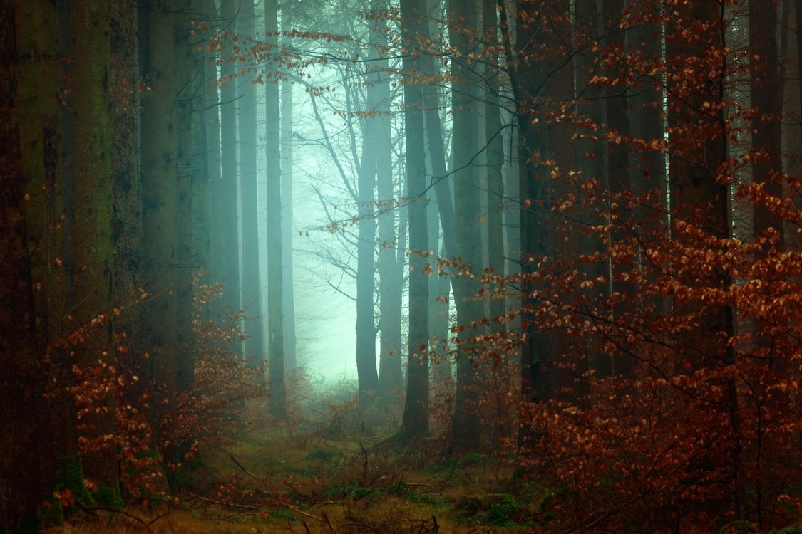 Atmosphere,Phenomenon,Temperate Broadleaf And Mixed Forest