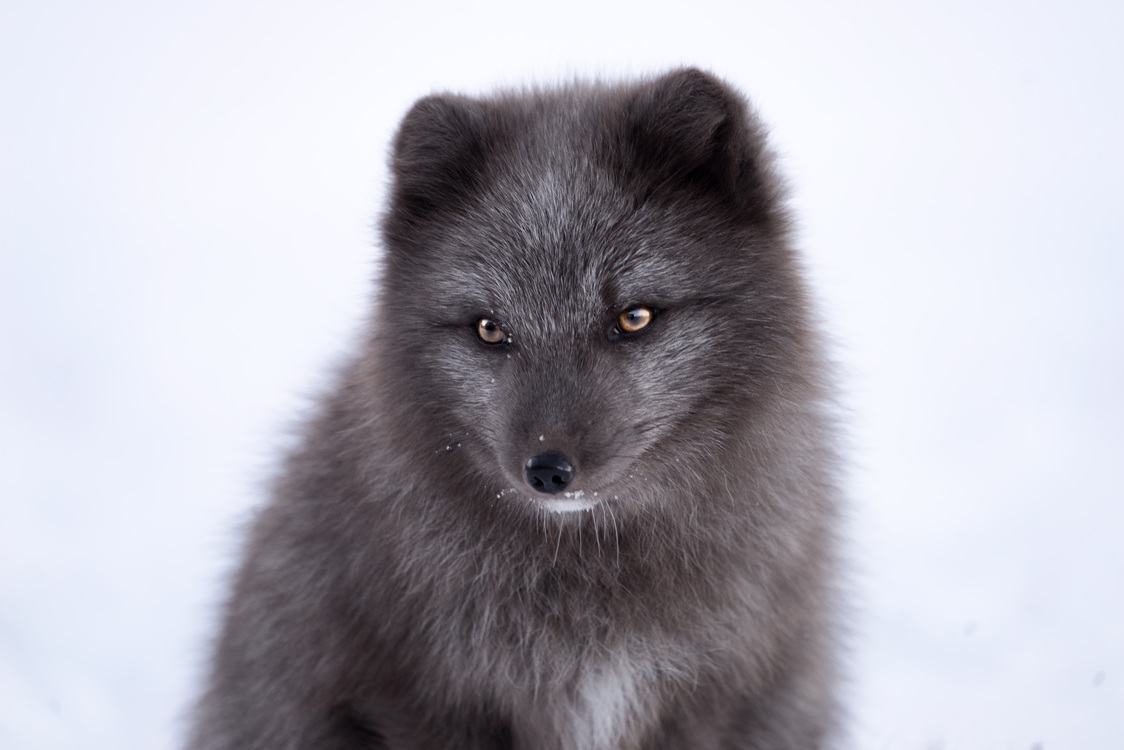 Canis Lupus Tundrarum,Arctic Fox,Wildlife