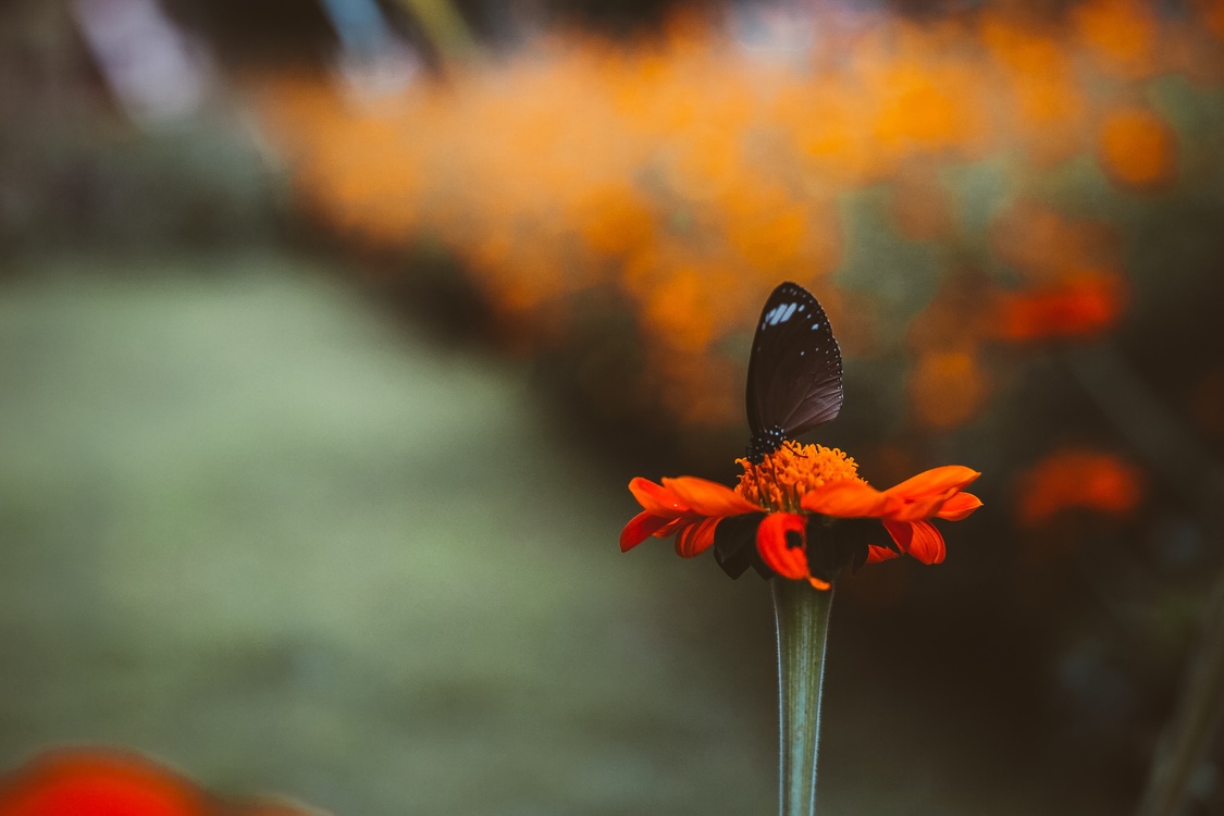 Butterfly,Pollen,Plant
