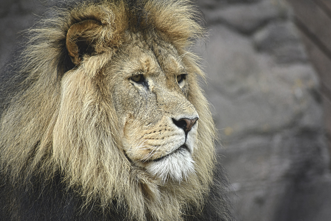 Masai Lion,Wildlife,Fur