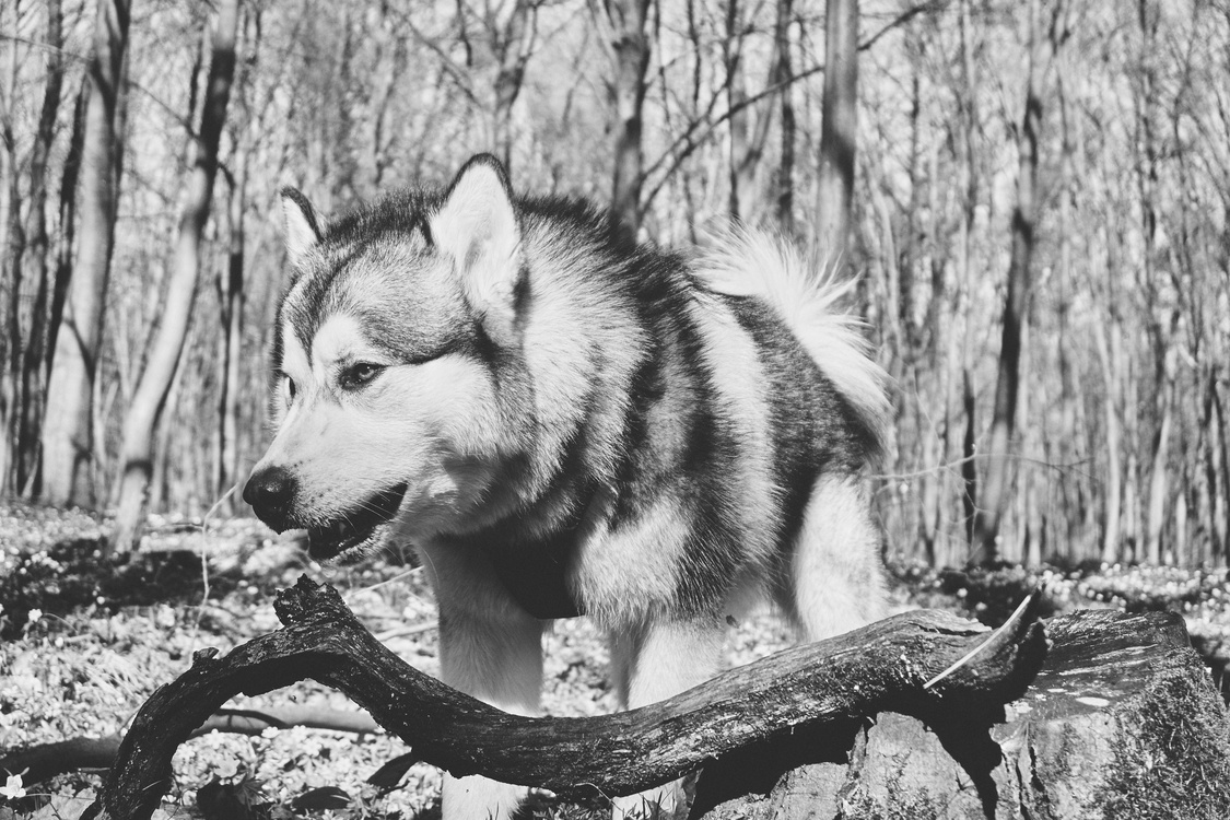 Monochrome Photography,Carnivoran,Dog Breed