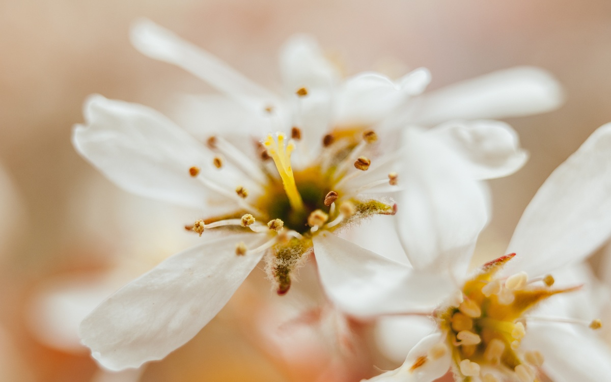 Pollen,Flower,Blossom
