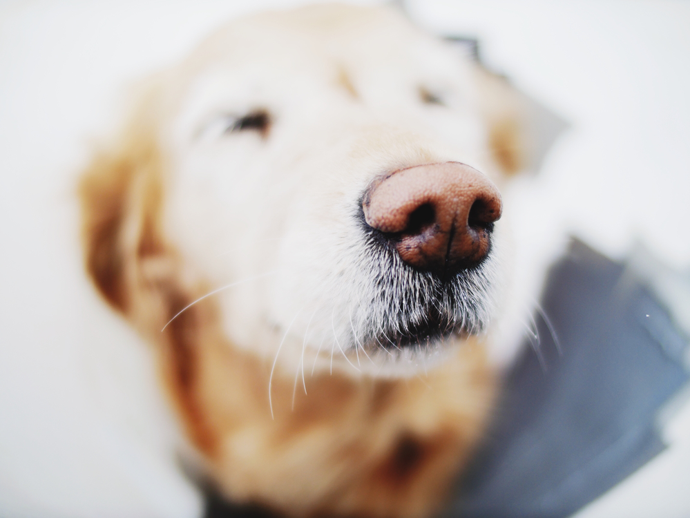 Companion Dog,Close Up,Labrador Retriever