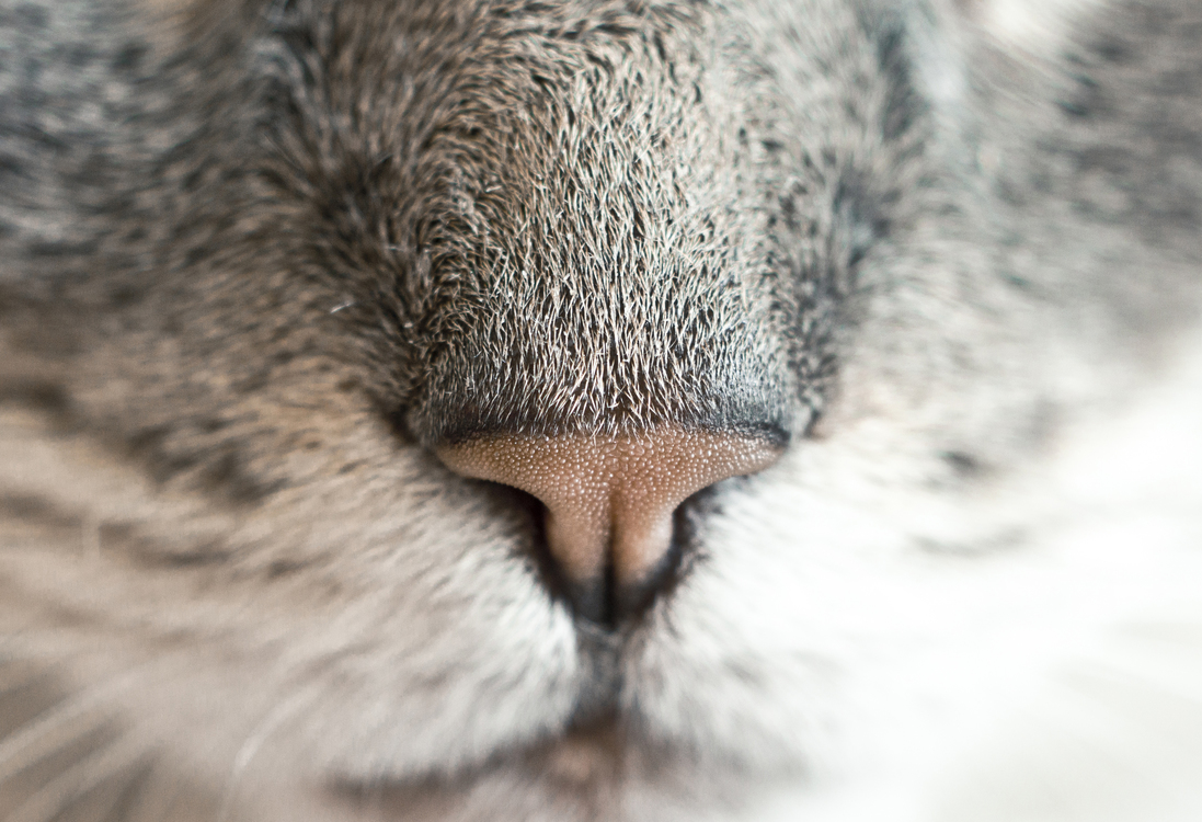 Head,Close Up,Fur