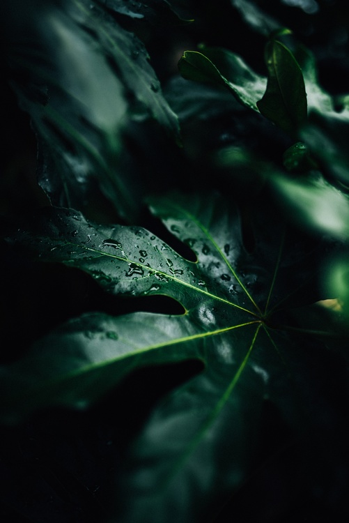 Close Up,Leaf,Darkness
