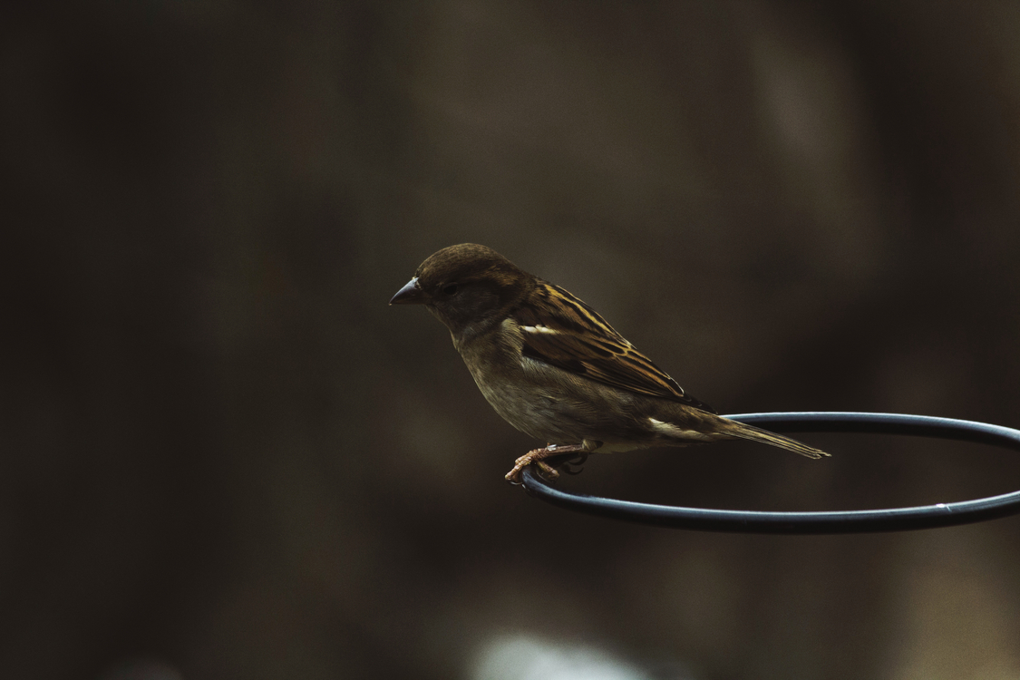 Perching Bird,Wildlife,Twig