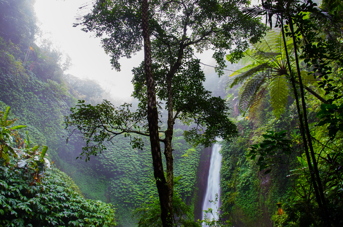 Valdivian Temperate Rain Forest,Mount Scenery,Nature Reserve
