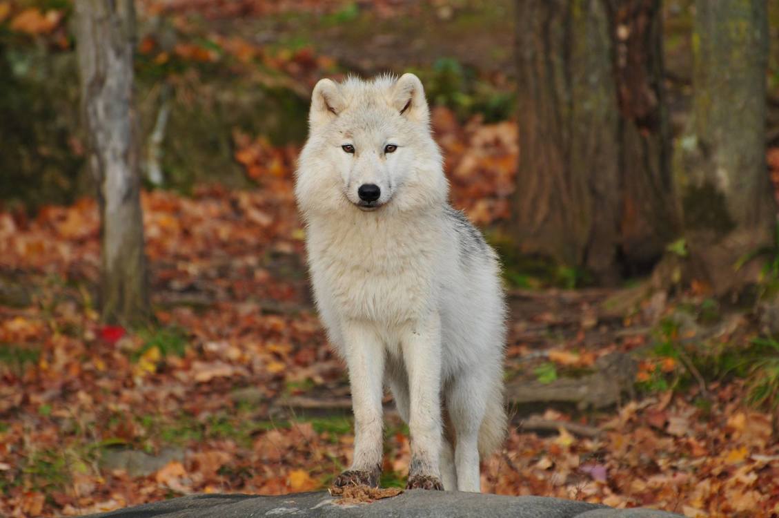 Canis Lupus Tundrarum,Arctic Fox,Wildlife