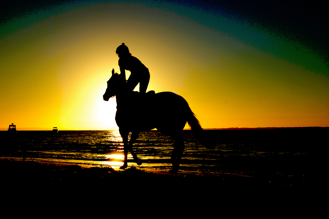Horse,Evening,Silhouette