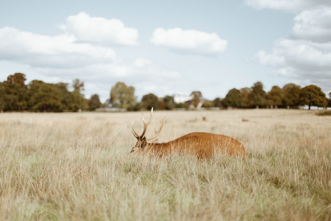 Antelope,Meadow,Deer