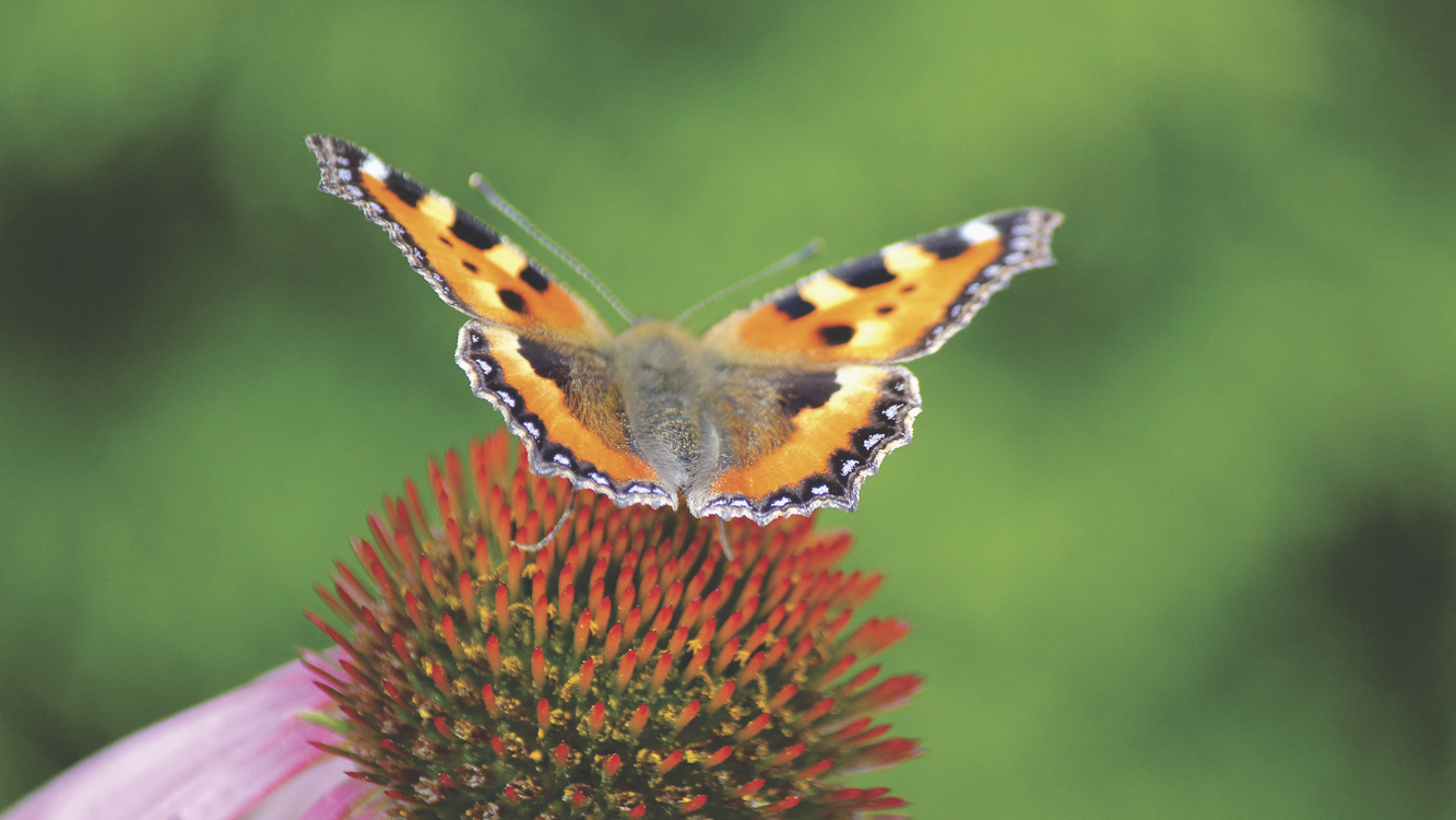 Butterfly,Pollen,Wildlife