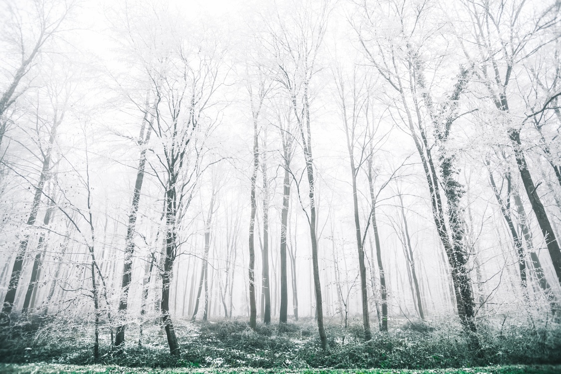Mist,Winter,Birch