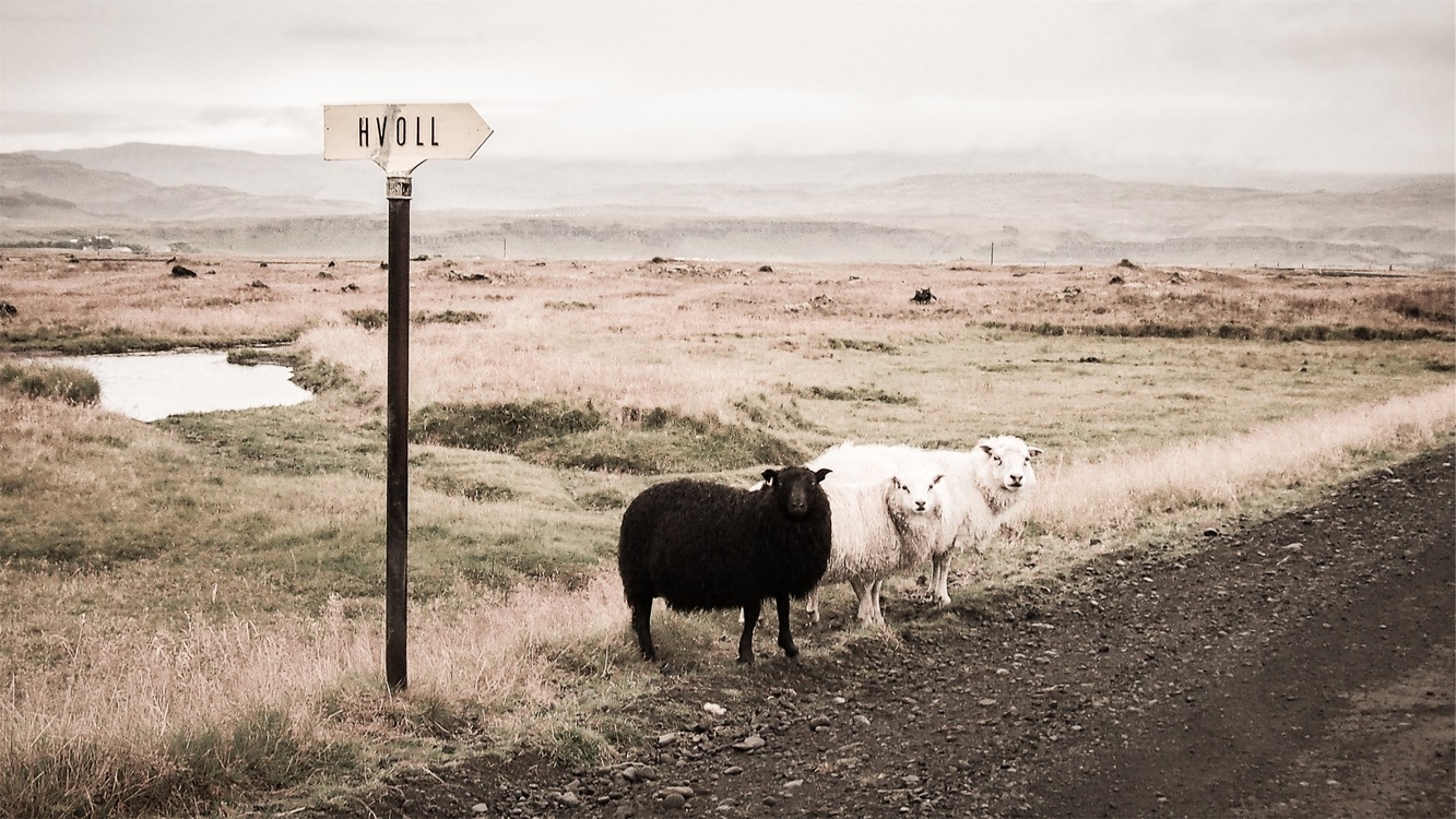 Sheep,Hill,Wildlife