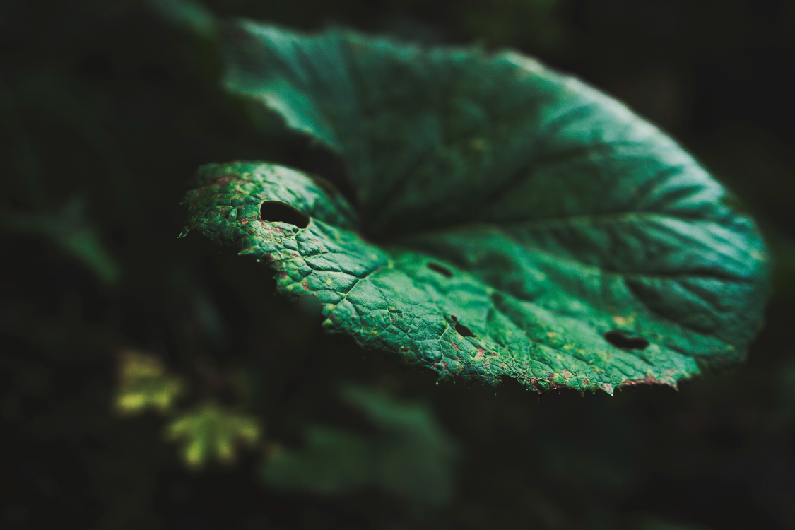 Close Up,Leaf,Macro Photography