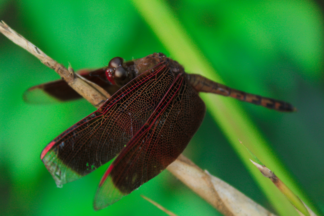 Dragonfly,Wildlife,Close Up