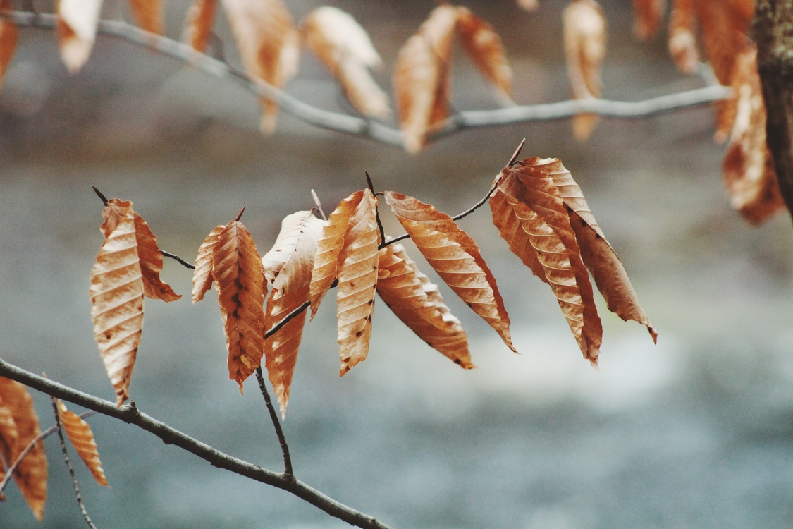 Autumn,Twig,Leaf