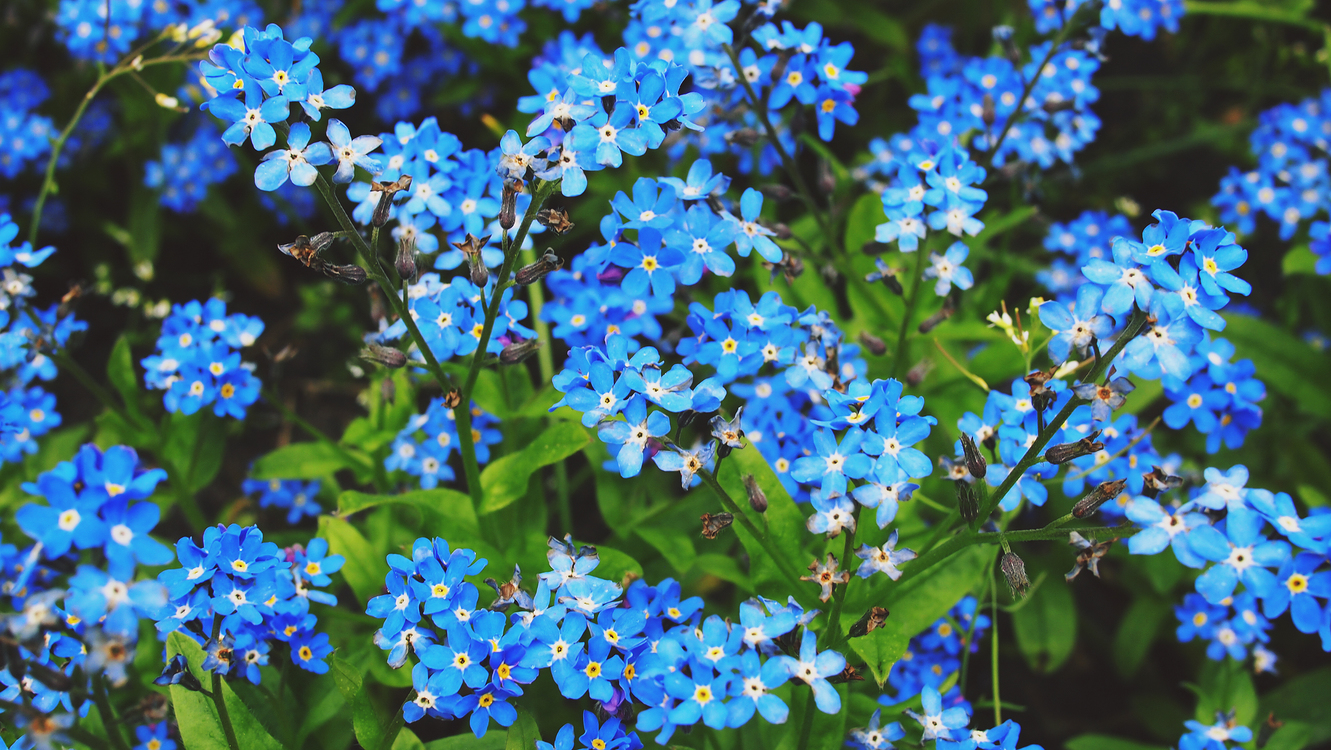Blue,Plant,Flower