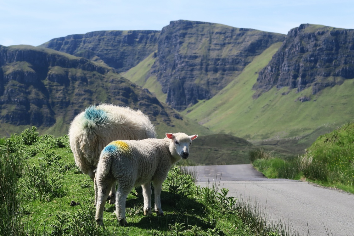 Sheep,Mountain,Grass