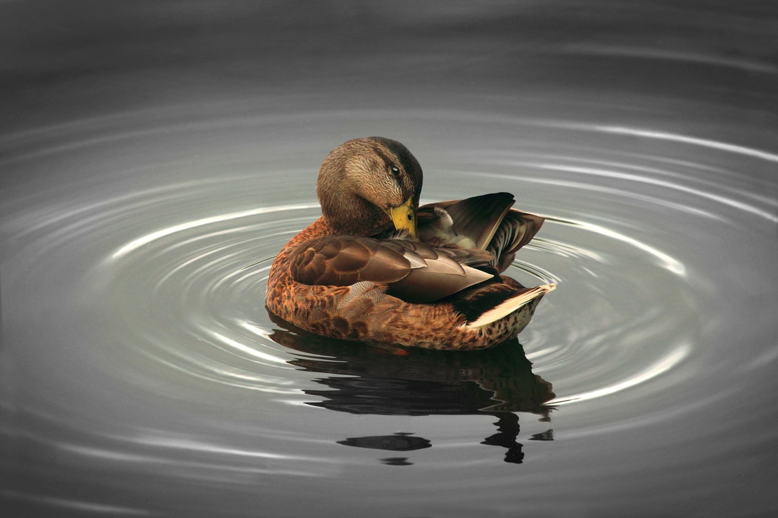 Water Bird,Reflection,Beak