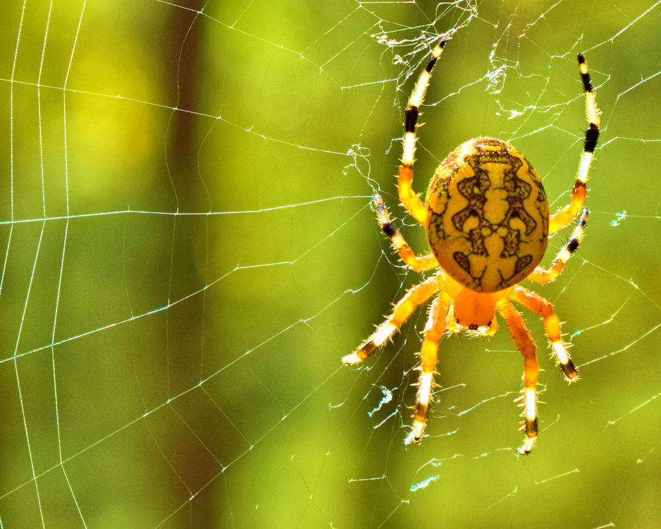Araneus,Spider Web,Argiope