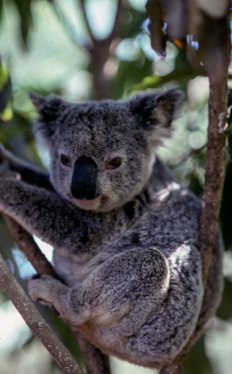 Koala,Fur,Terrestrial Animal