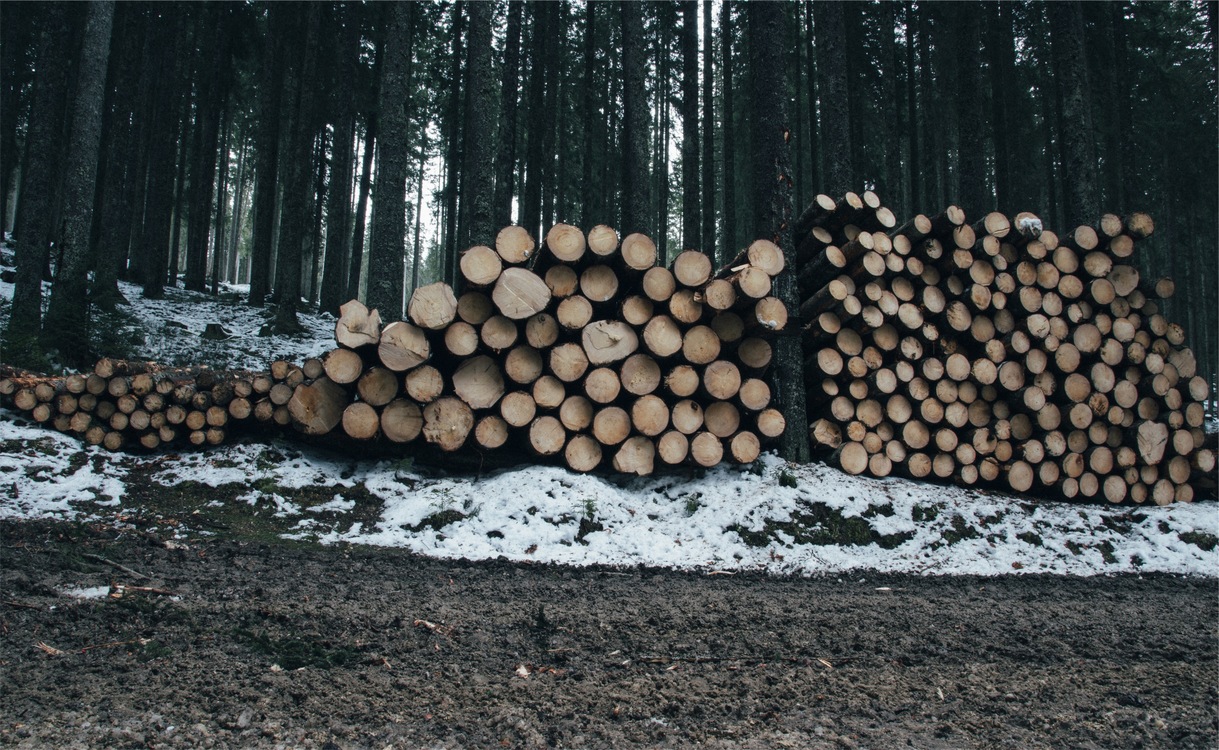 Logging,Wood,Tree