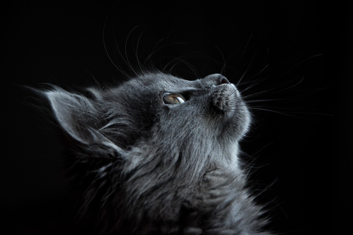 Monochrome Photography,Carnivoran,Black Cat