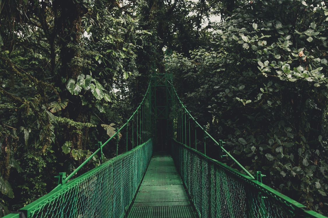 Bridge,Plant,Valdivian Temperate Rain Forest