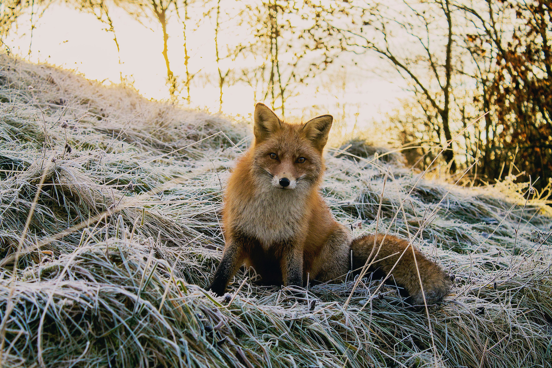 Wildlife,Fur,Kit Fox