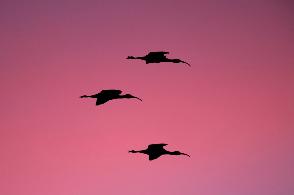 Pink,Bird Migration,Water Bird