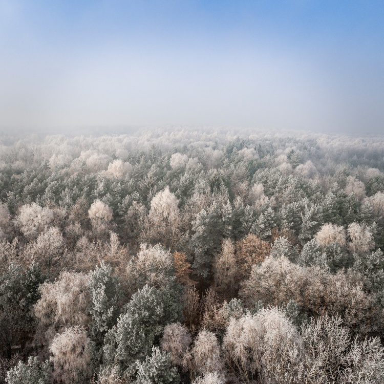 Winter,Ecosystem,Frost