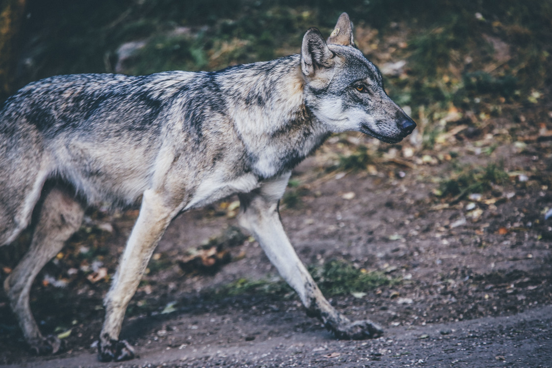 Canis Lupus Tundrarum,Wildlife,Czechoslovakian Wolfdog