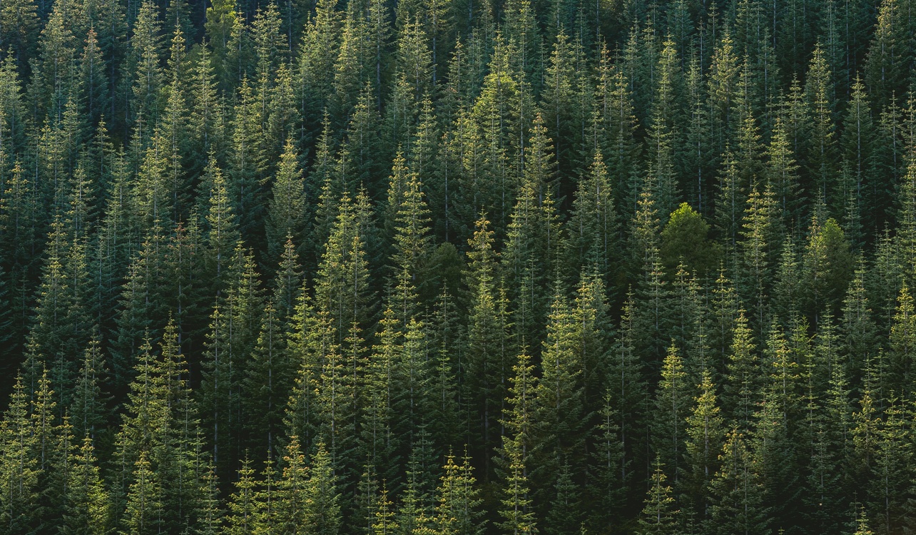Temperate Broadleaf And Mixed Forest,Conifer,Spruce Fir Forest