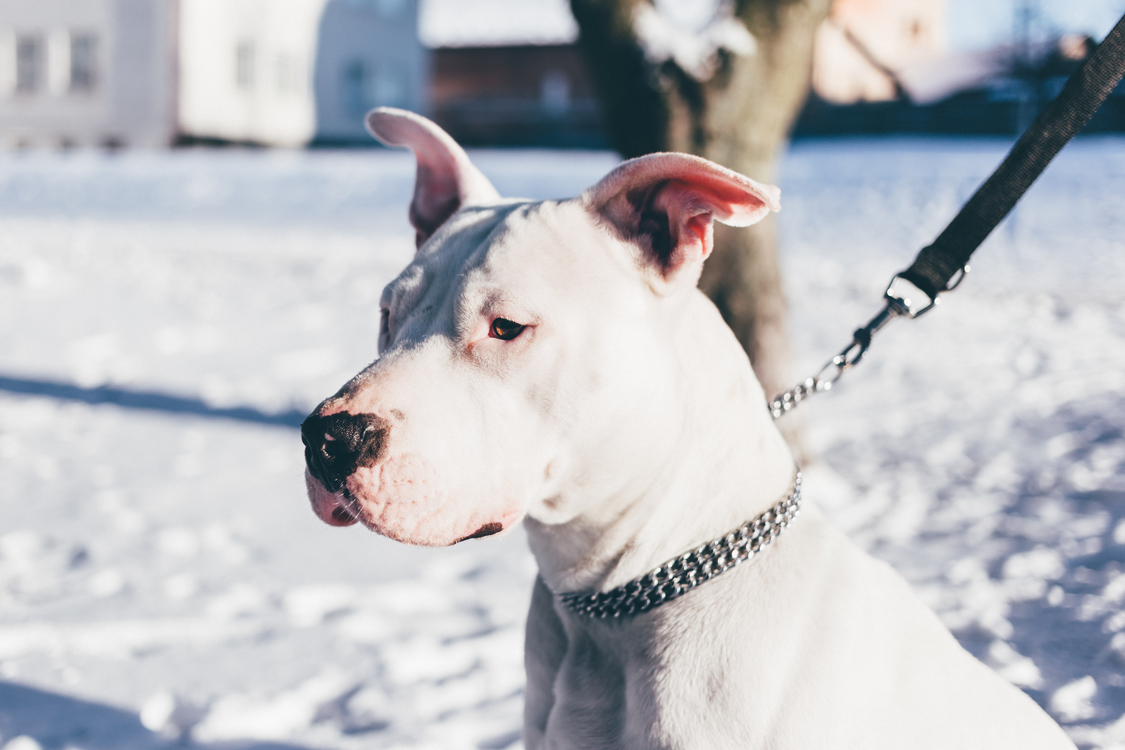 Dogo Argentino,American Staffordshire Terrier,Winter