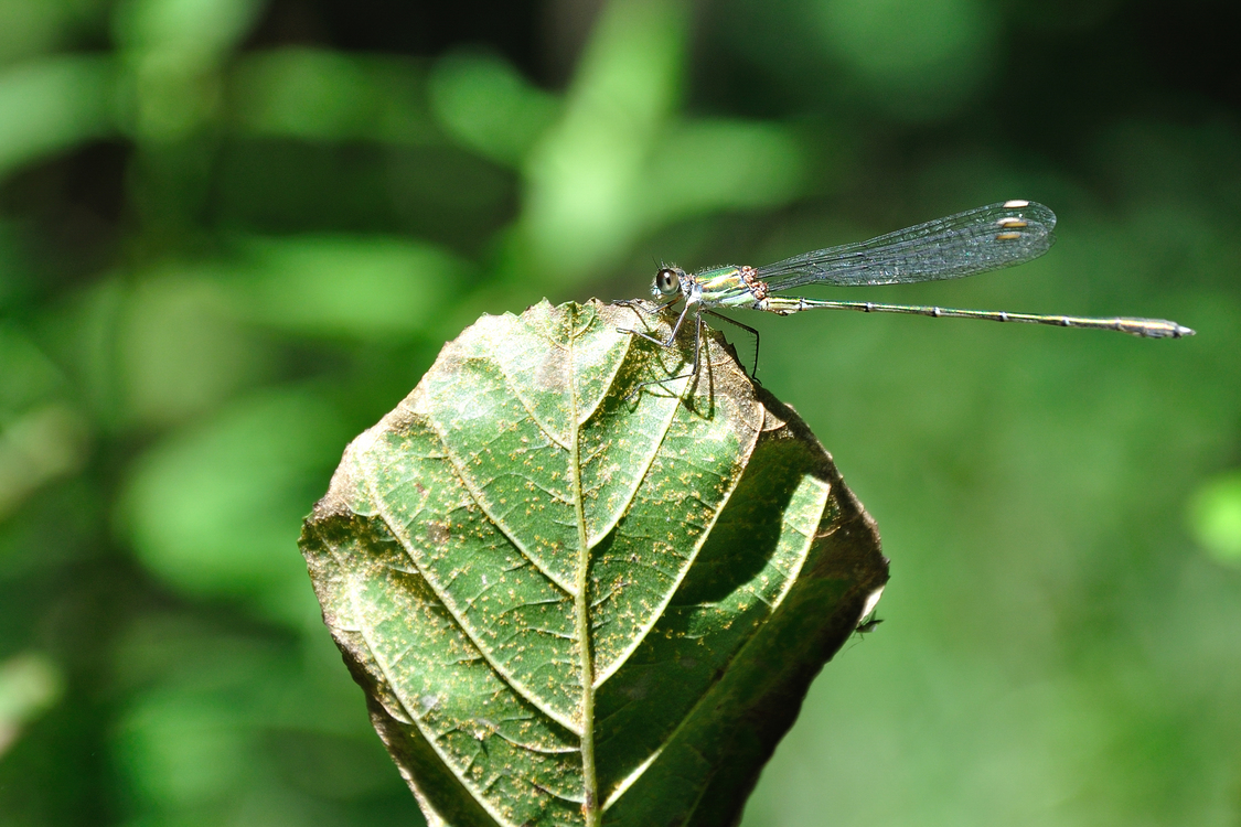 Dragonfly,Wildlife,Leaf