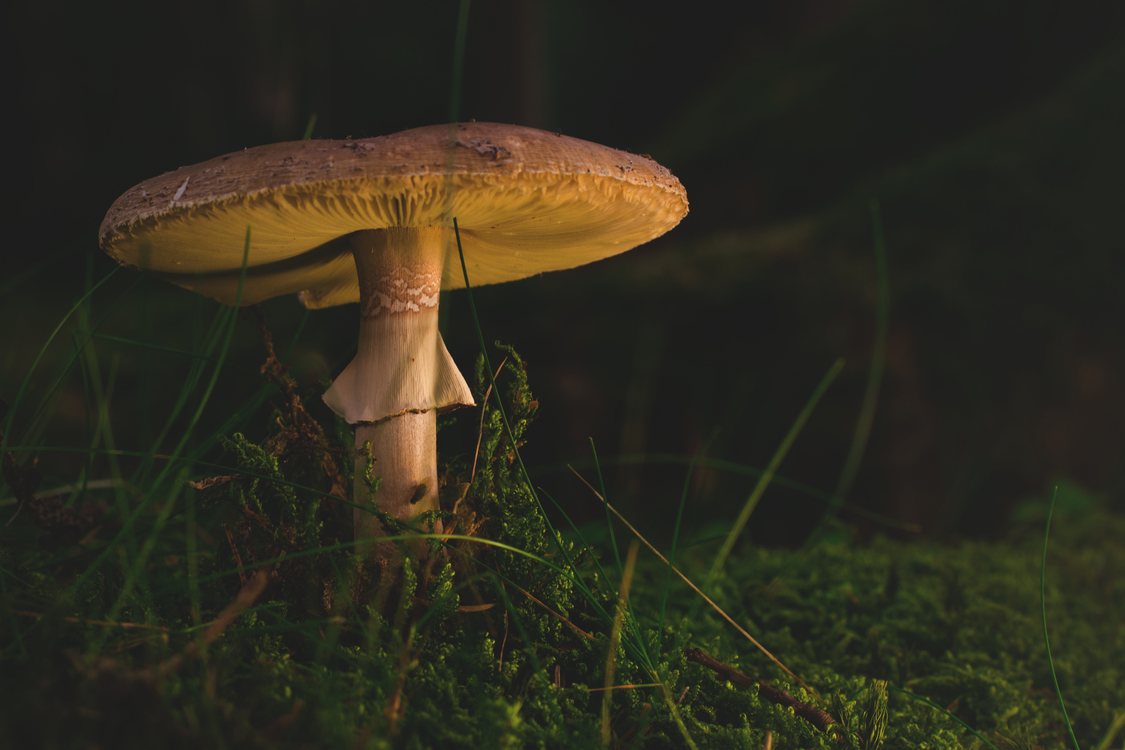 Mushroom,Edible Mushroom,Macro Photography