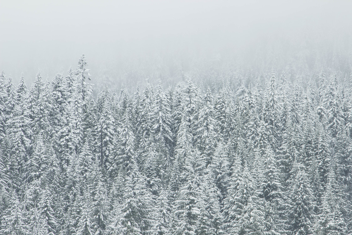 Blizzard,Monochrome Photography,Spruce Fir Forest