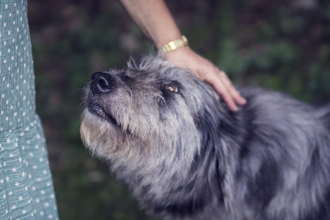 Glen Of Imaal Terrier,Carnivoran,Rare Breed Dog