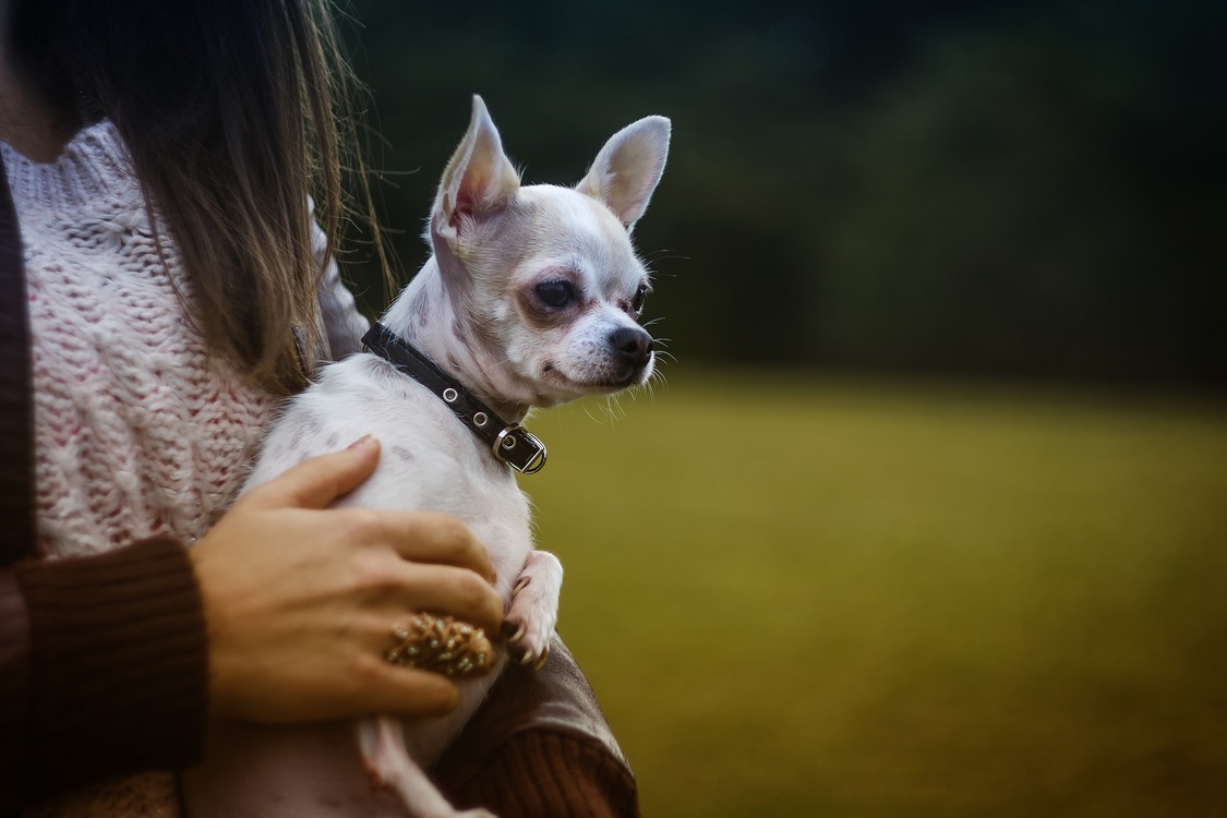 Companion Dog,Chihuahua,Carnivoran
