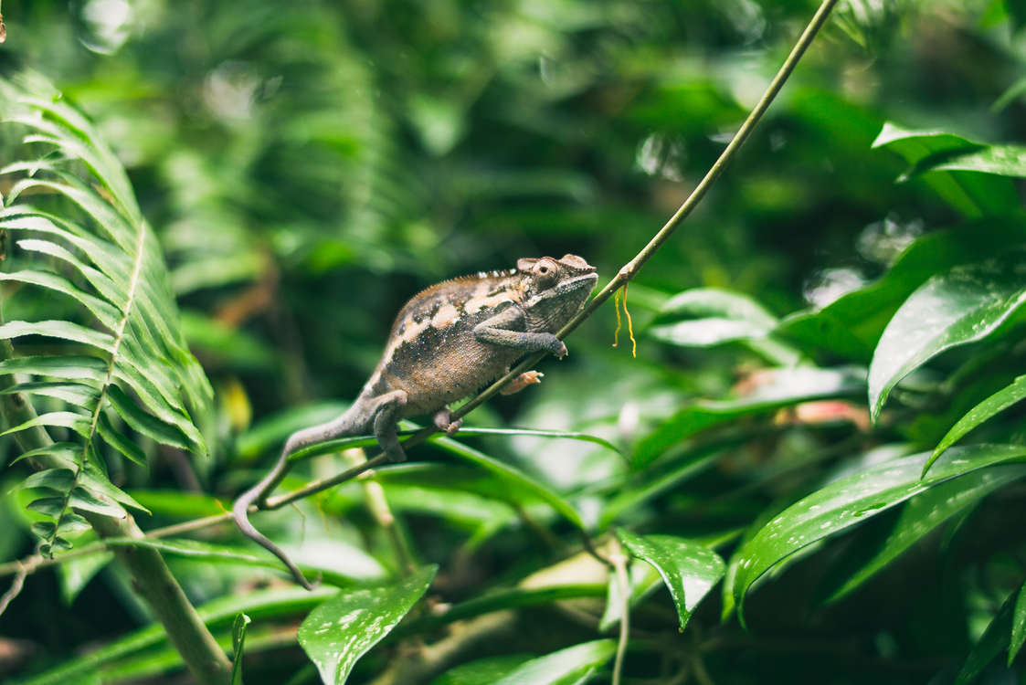 Perching Bird,Wildlife,Sparrow