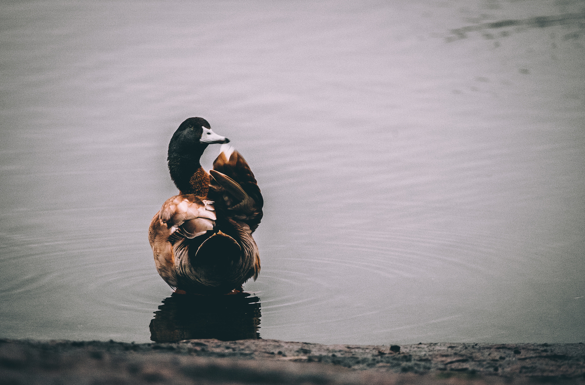 Recreation,Water Bird,Reflection