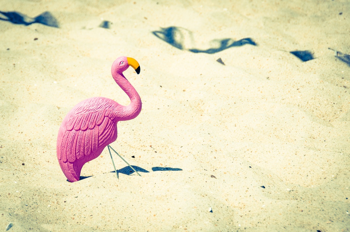 Flamingo,Water Bird,Sand