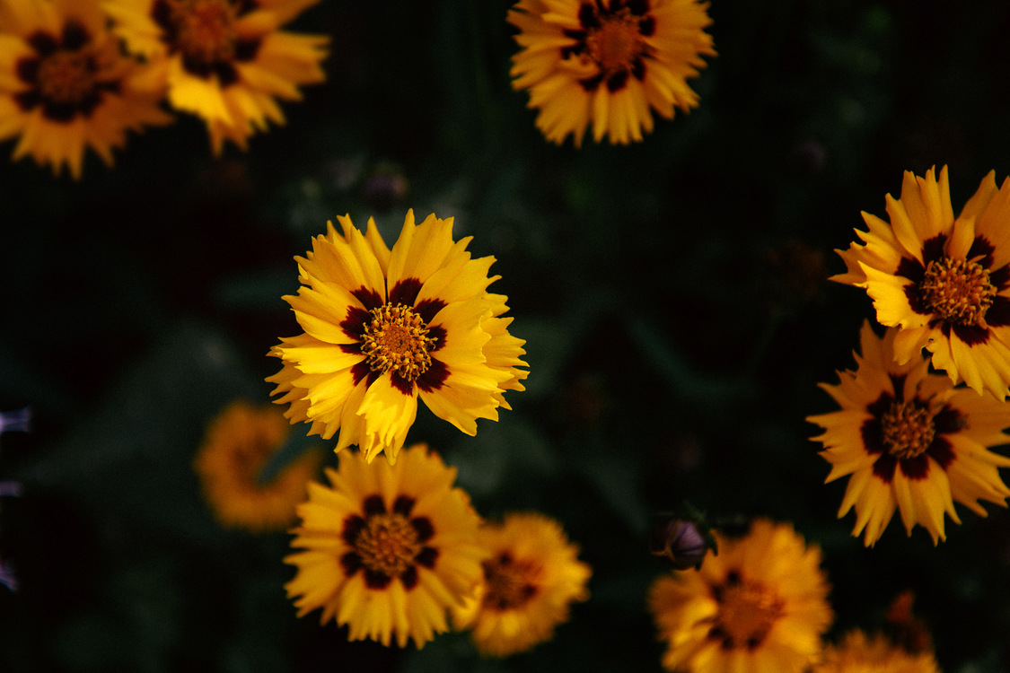 Daisy Family,Sunflower Seed,Plant