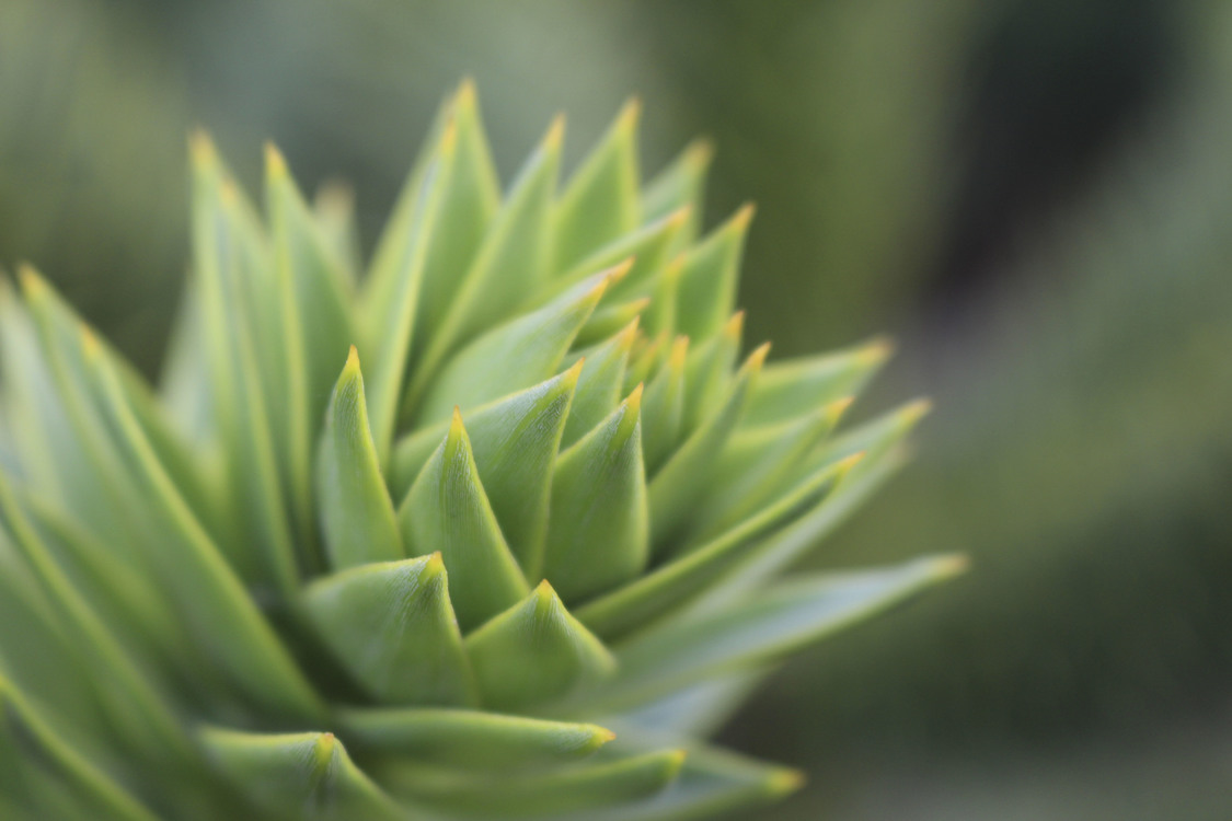 Plant,Close Up,Leaf