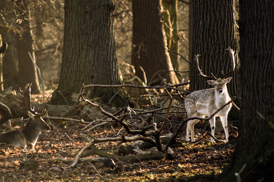 Wildlife,Deer,Woodland