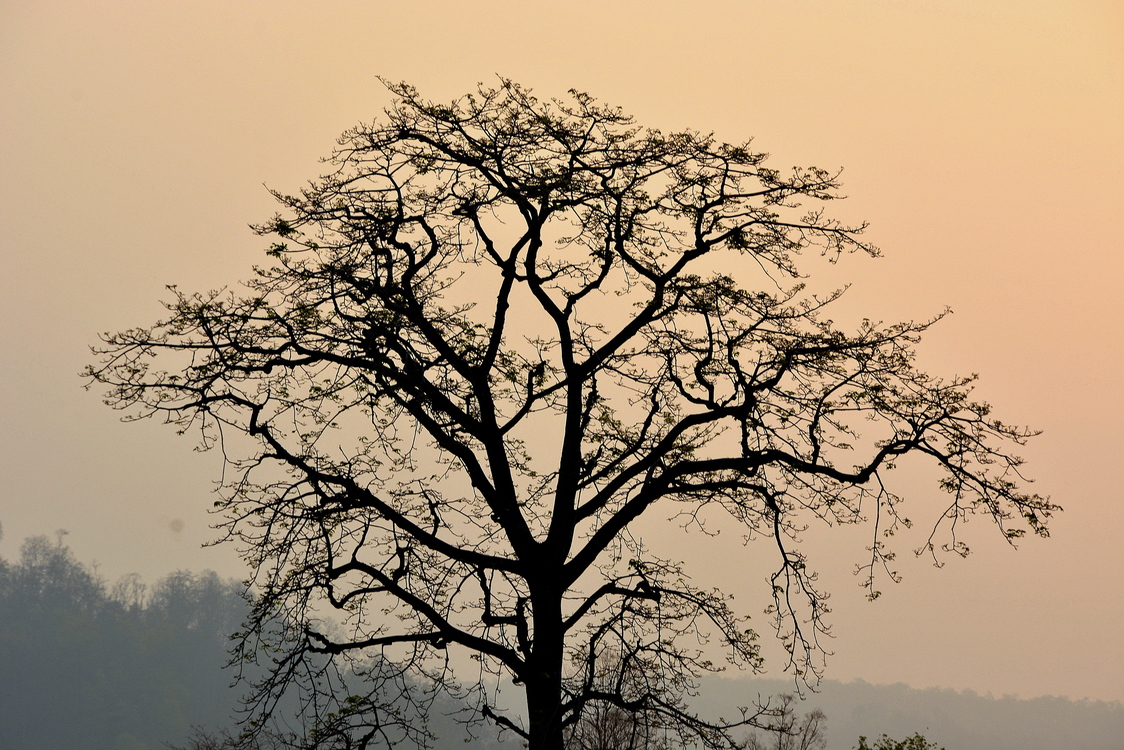 Stock Photography,Tree,Sky